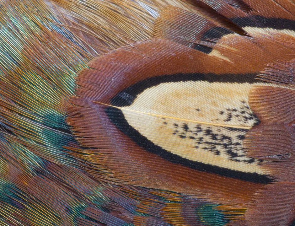 game-feathers
